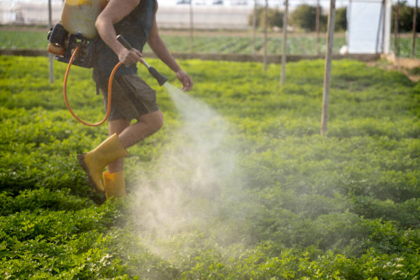 Professional Pest Control in Dogtown, CA