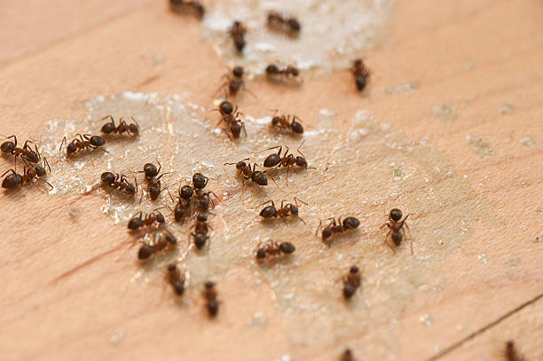 Best Mosquito Control Services  in Dogtown, CA