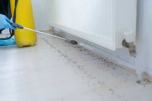 Flea Control Services in Dogtown, CA